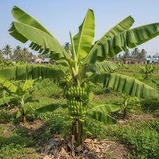 Medicines & Supplements